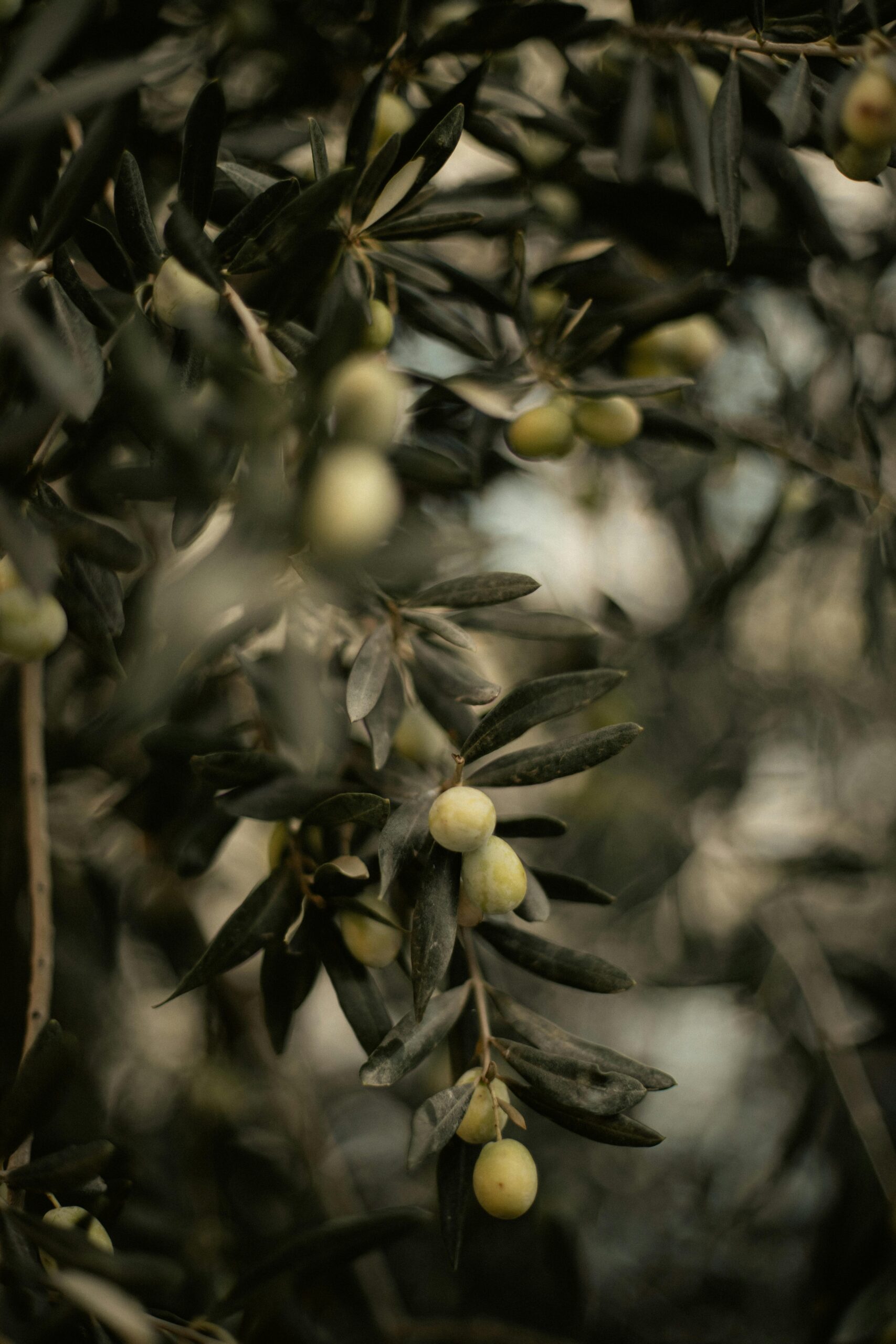 olive orchard